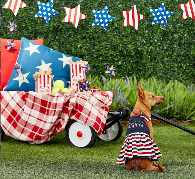 dog wearing July 4th dress for Independence Day
