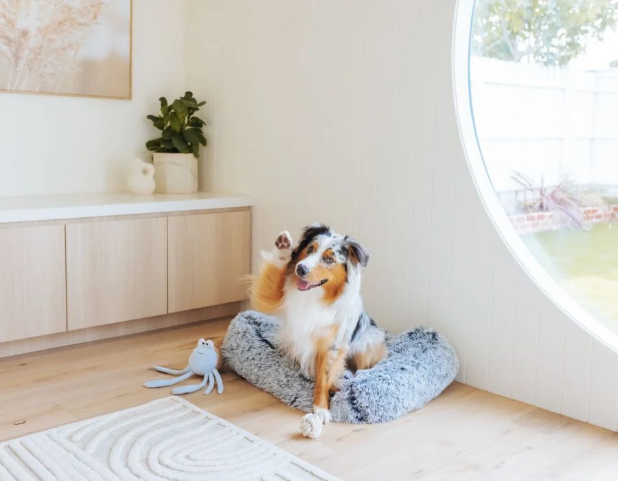 15 Fun & Easy Ways to Mentally Stimulate Your Dog 