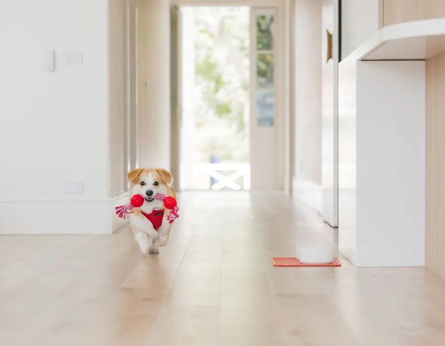 15 Fun & Easy Ways to Mentally Stimulate Your Dog 