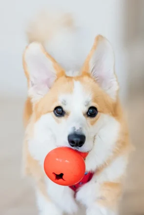 Ideas to mentally stimulate your dog and keep them happy and content