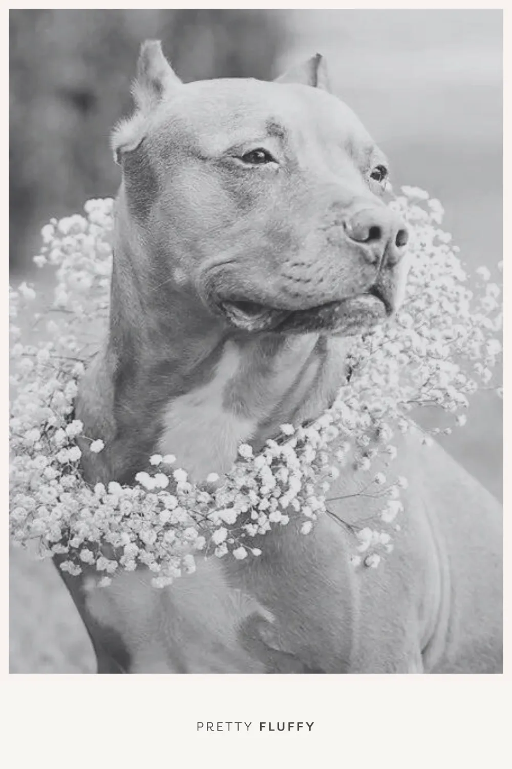 Floral wedding wreath for dog