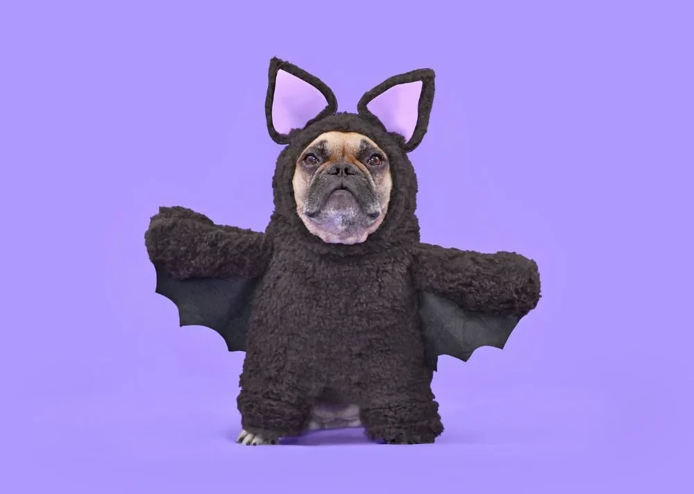 Tips for a Safer Halloween With Your Pet3