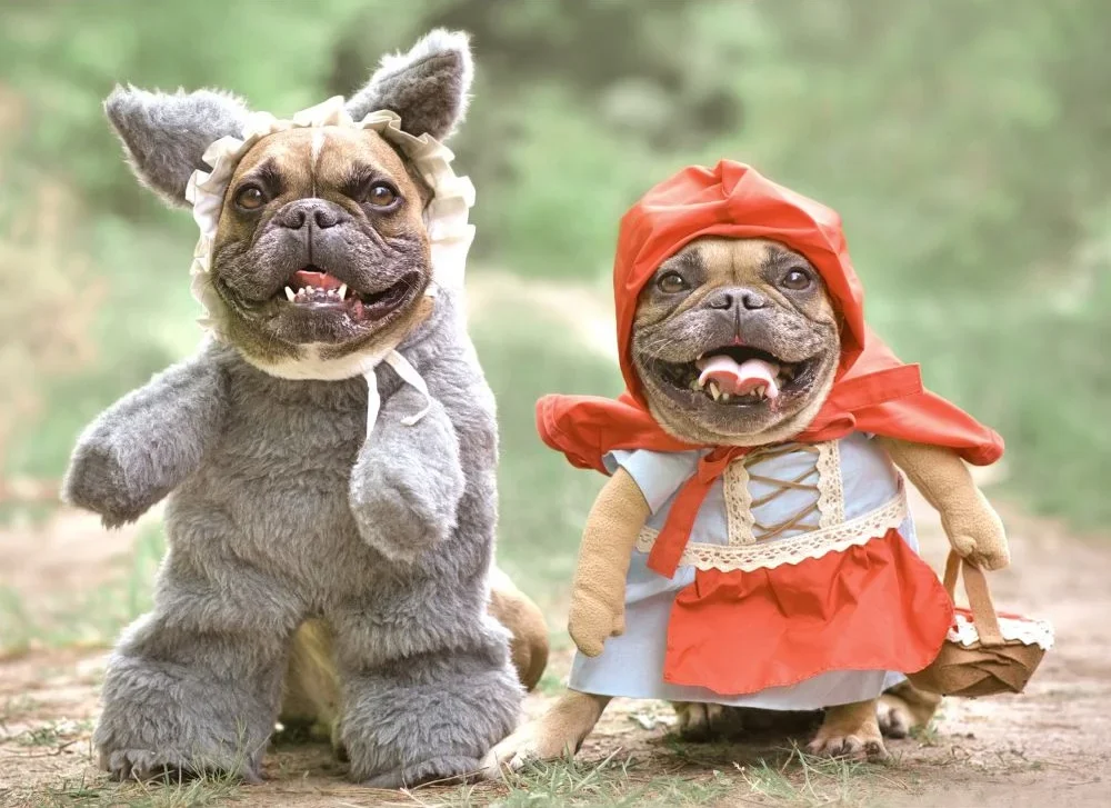 Tips for a Safer Halloween With Your Pet3