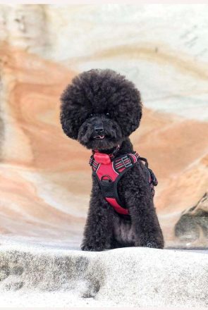 Furbo camera - smart Technology for pets