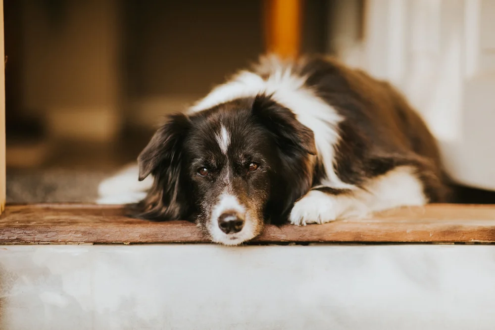 senior border collie laying down