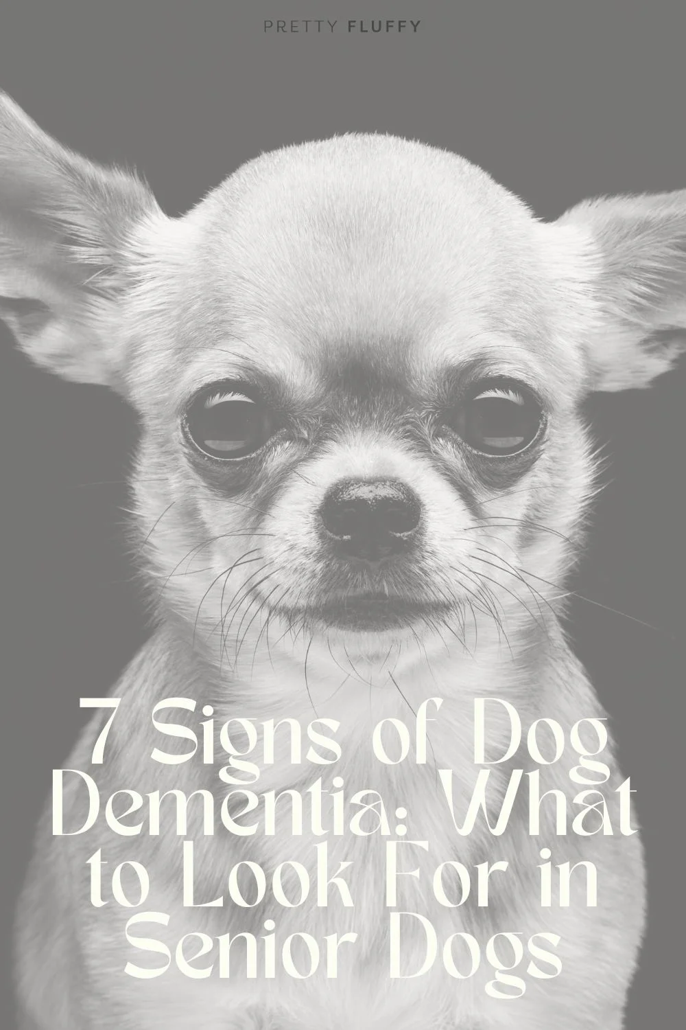 7 Signs of Dog Dementia
