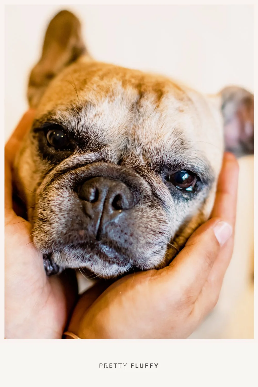 person holding old dog's face in their hands