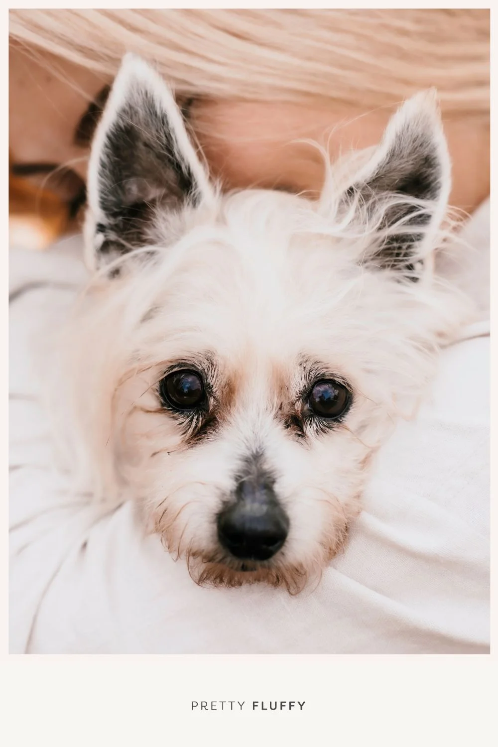 7 Signs of Dog Dementia What to Look For in Your Senior Dog 