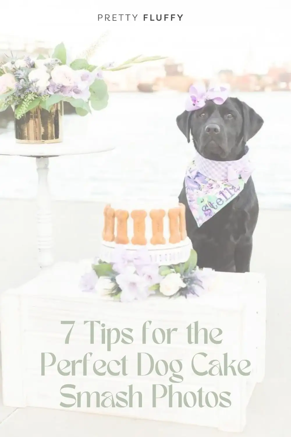Dog Cake Smash 7 Tips for the Perfect Photo