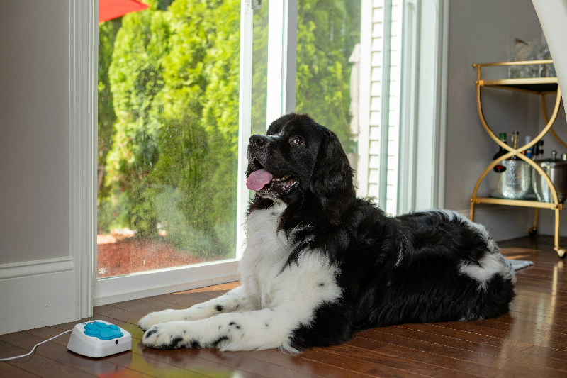 iPupPee Smart Paw Button