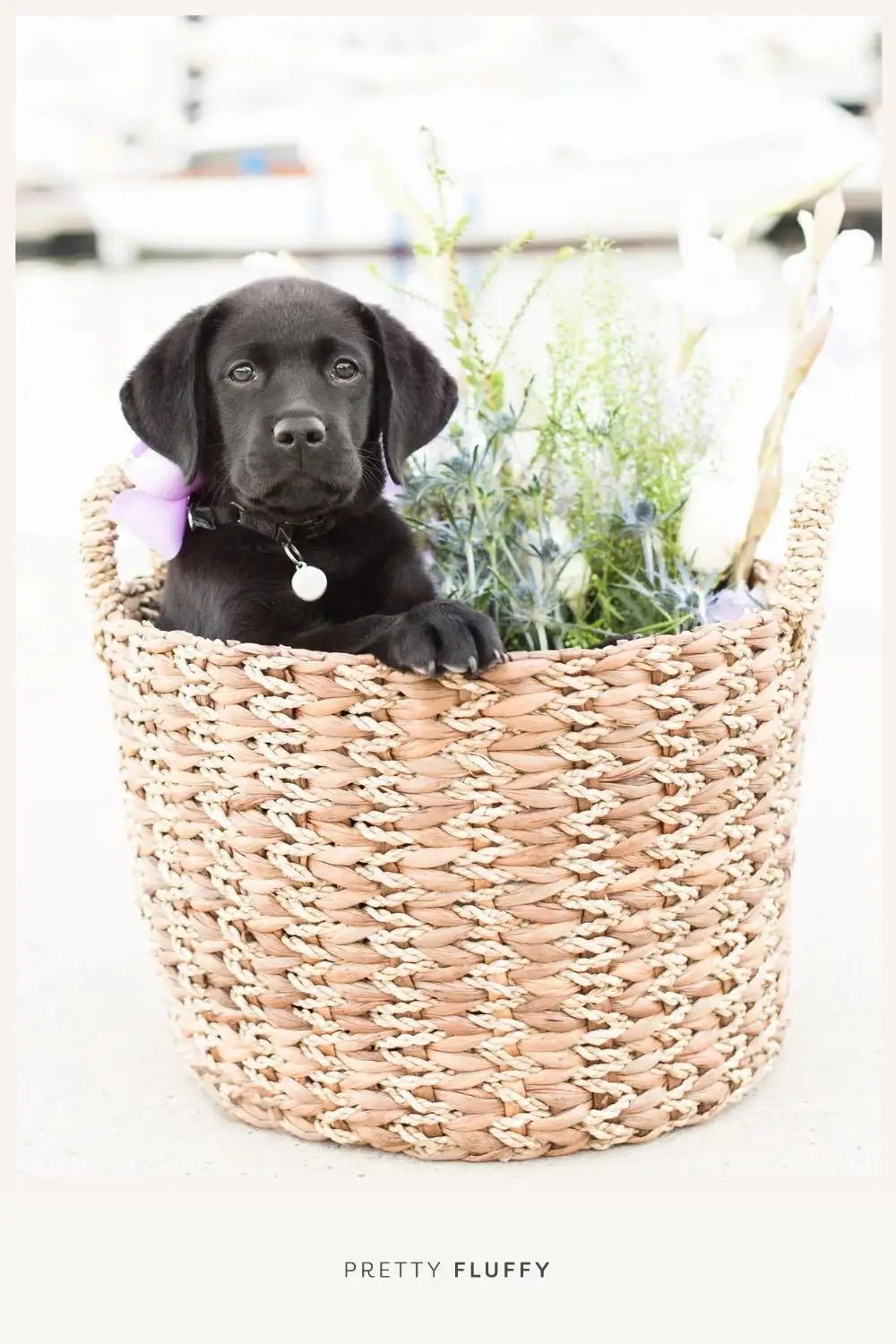 Expert tips on how to do a dog cake smash and how to capture the perfect dog birthday photos - fuss free and budget friendly.