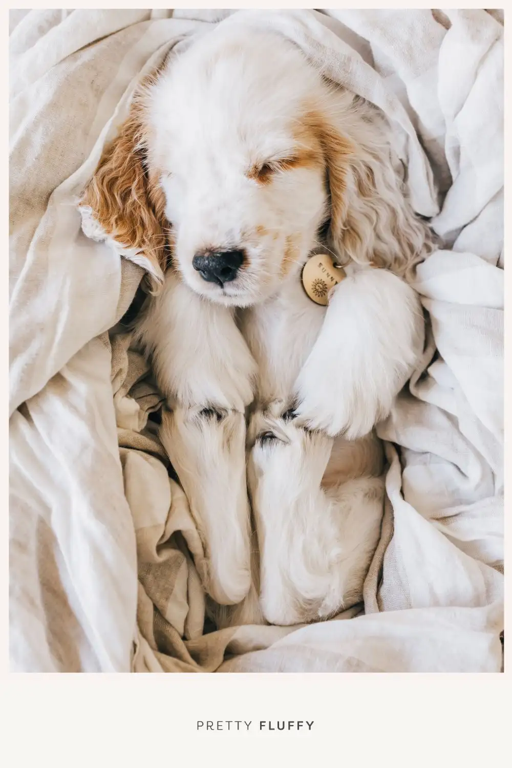 Sleeping puppy - 10 Adorable Puppy Photo Shoot Ideas