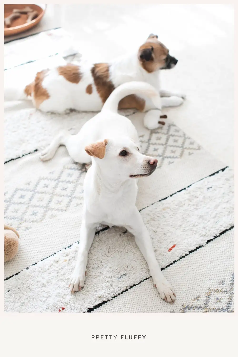 5 Skills to Teach Your Dog When Around Children