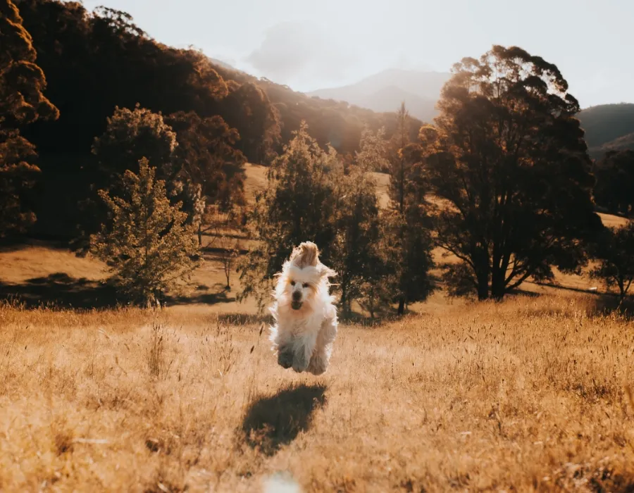 Cerebellar Hypoplasia in Dogs - uncoordinated movement 