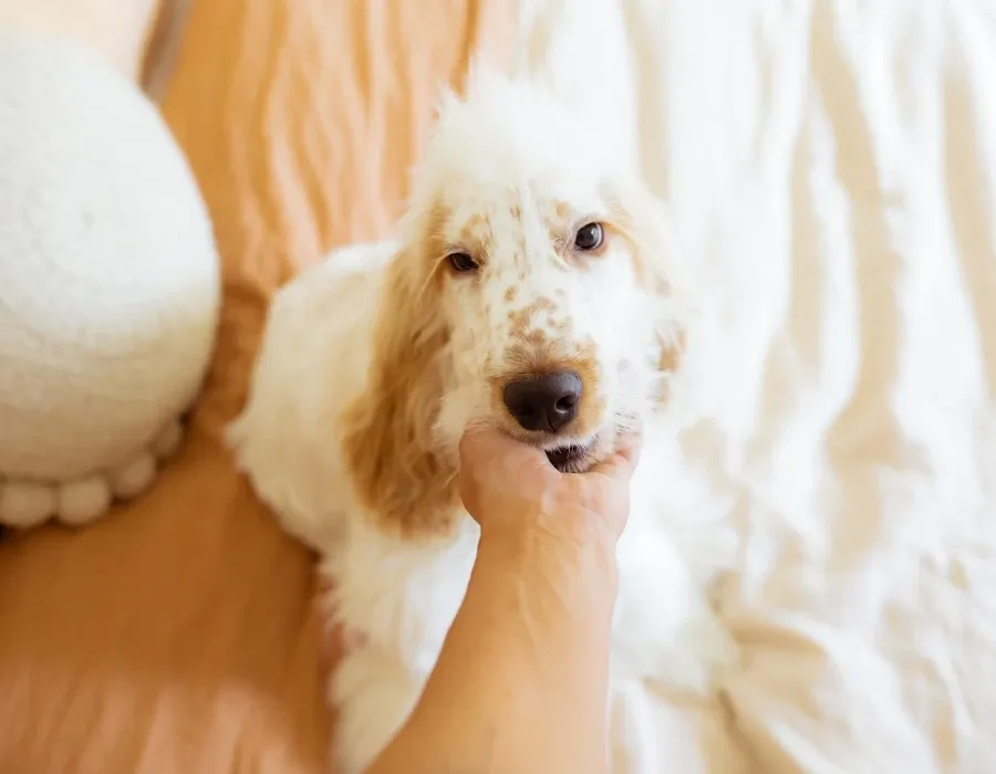 orange roan cocker spaniel puppy