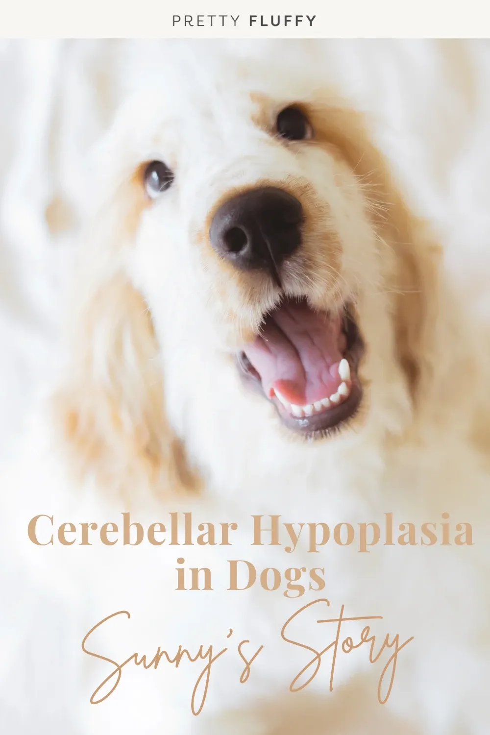 Sunny's Story: Cerebellar Hypoplasia in Dogs
