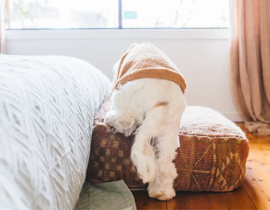 dog with cerebellar hypoplasia climbing onto the bed