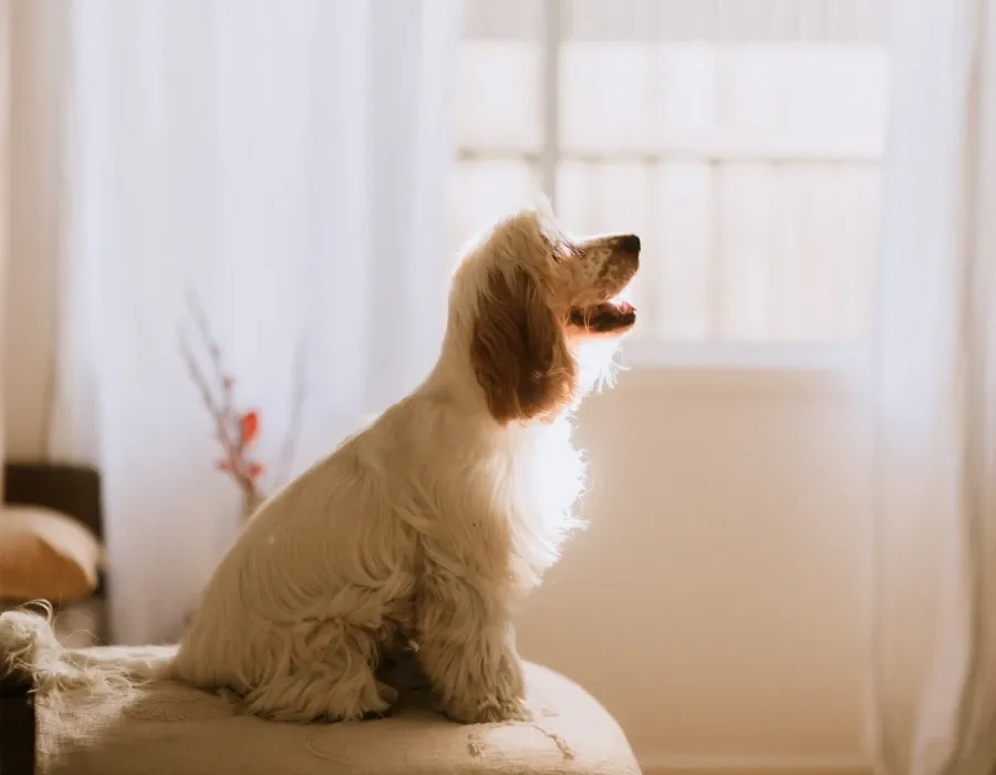 cerebellar hypoplasia in dogs