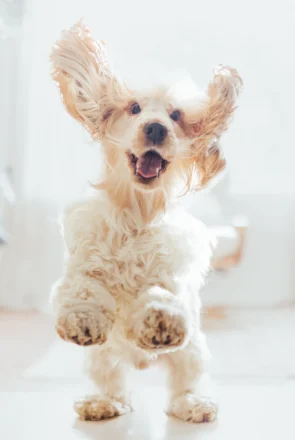 Cerebellar Hypoplasia in Dogs - Sunny's Story