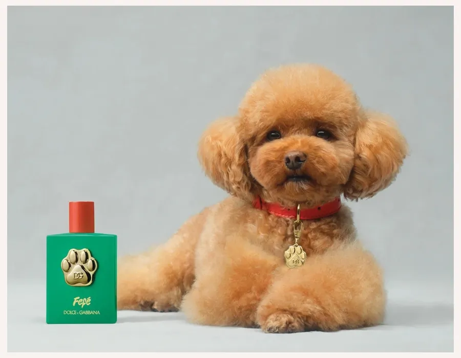 poodle with Dolce & Gabbana dog perfume Fefe