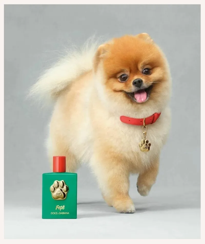 happy dog with Dolce & Gabbana dog perfume Fefe