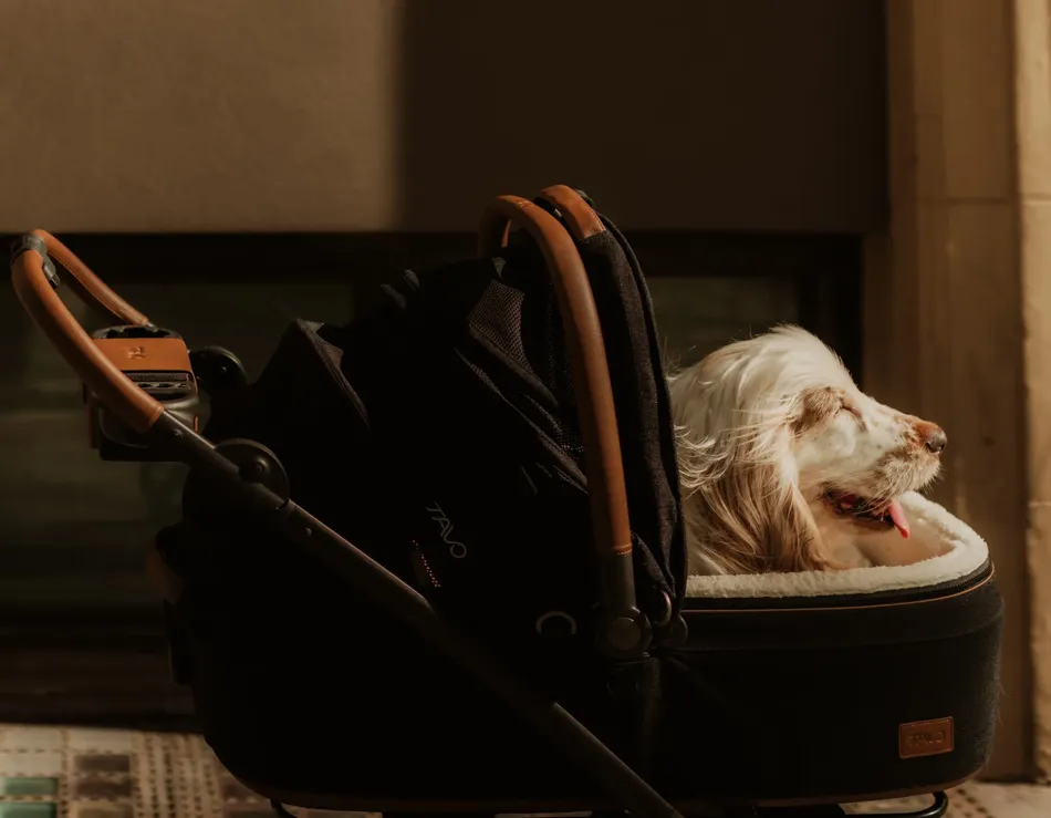 luxury pet stroller by Tavo Pets