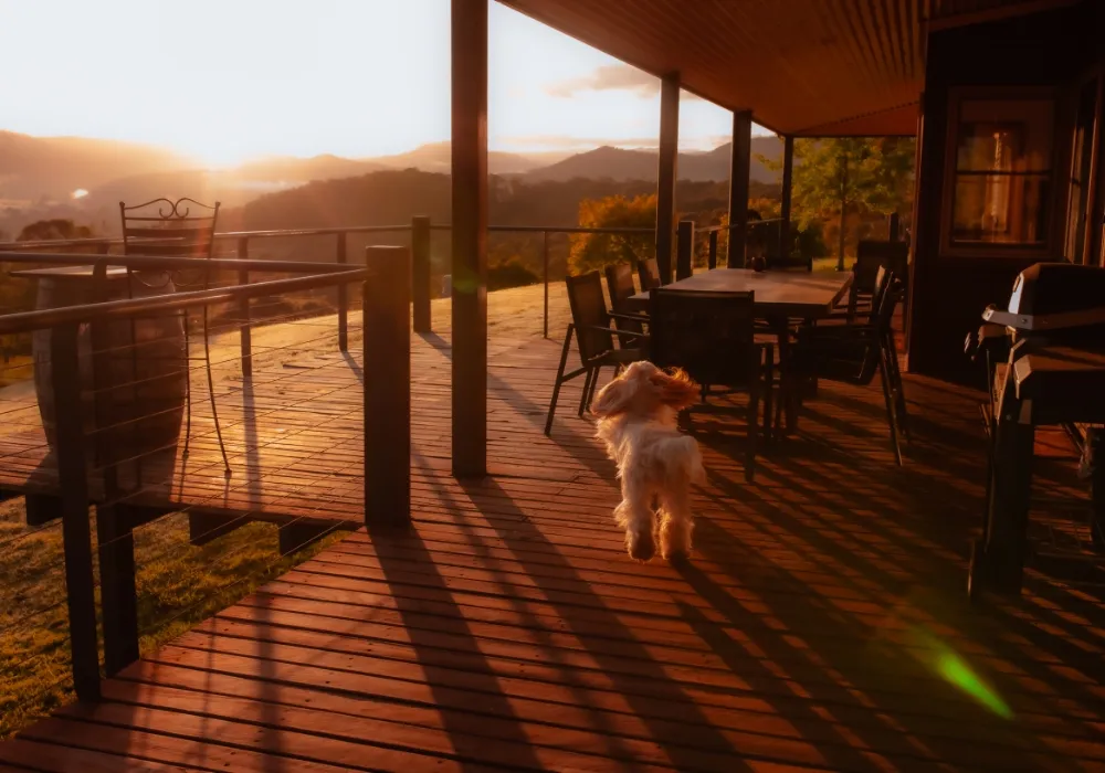 dog on the balcony at The Grove Estate at sunset
