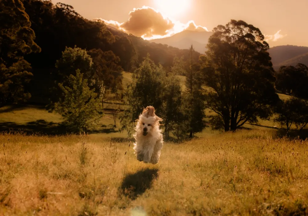 dog running through the field at The Grove Estate Porepunkah