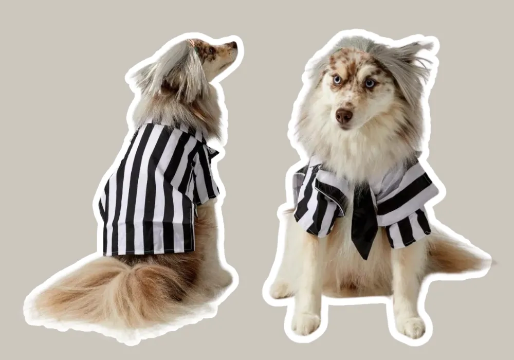 Beetlejuice dog costume