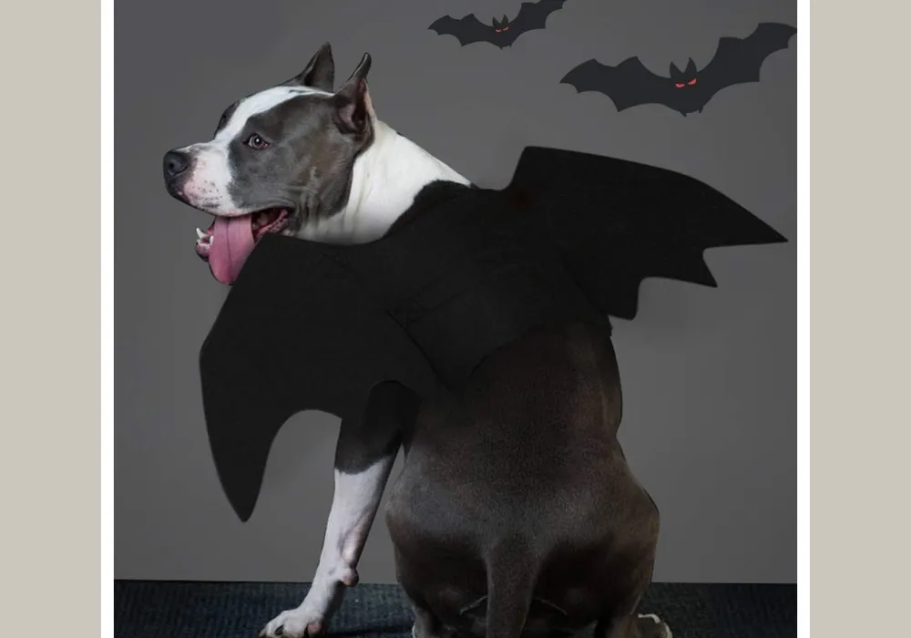 bat dog Halloween costume