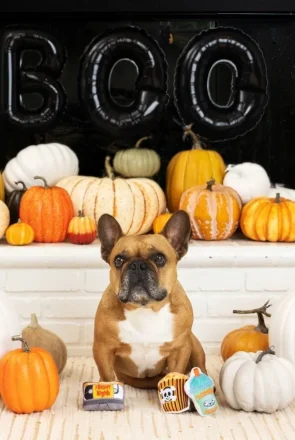 dog with Halloween toys