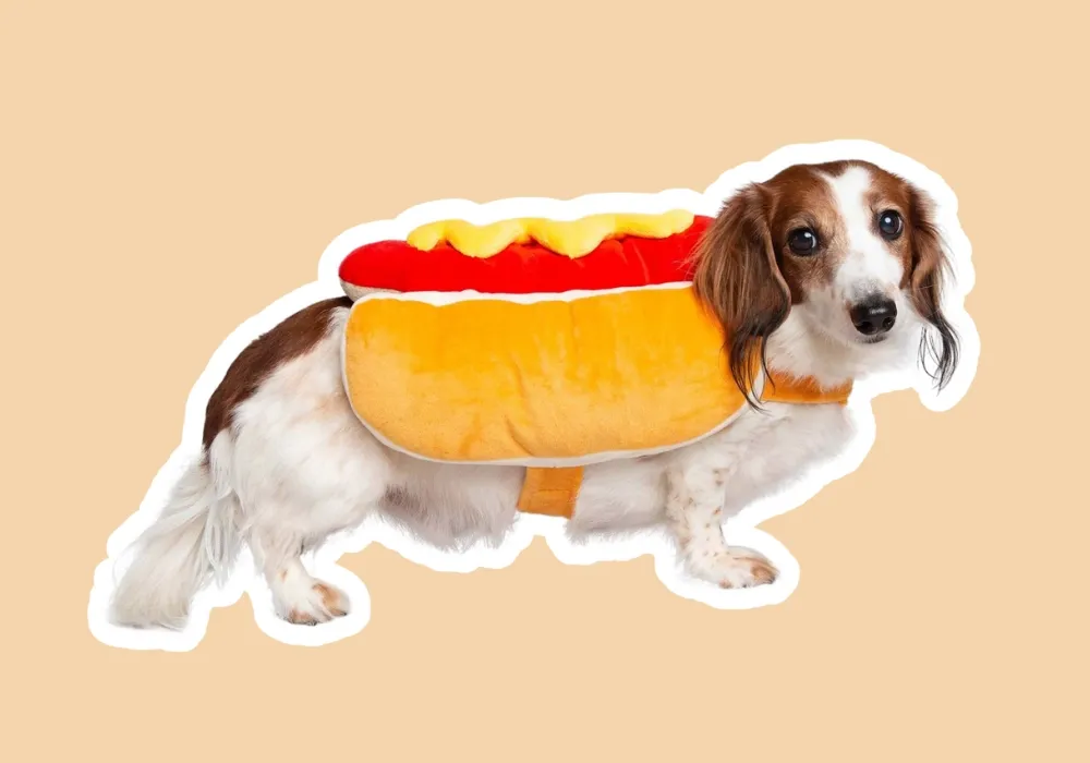 Halloween hot dog costume for dogs