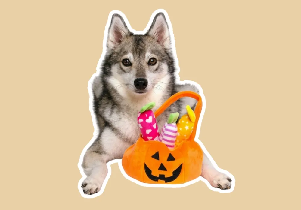 Pumpkin Bucket Halloween Dog Toy