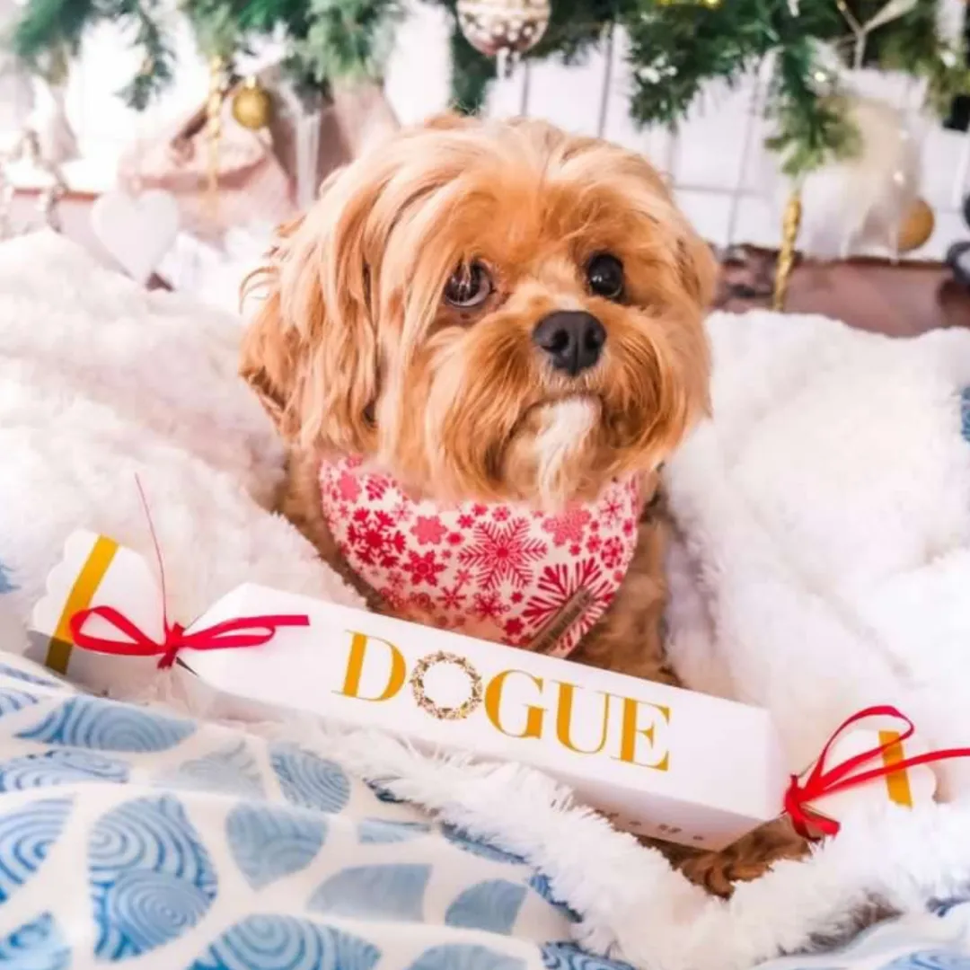Holiday Bon Bons for dogs by DOGUE - gift ideas for dogs at Christmas