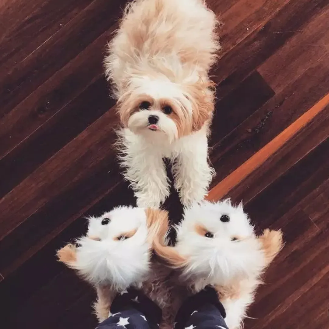 Cuddle Clones Plush Pet Slippers