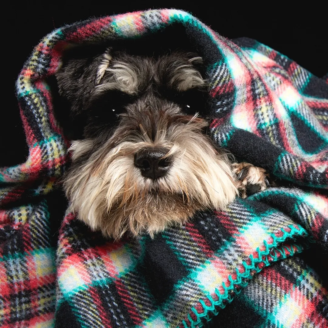 Houndsome x Waverley Mills Merino Blanket