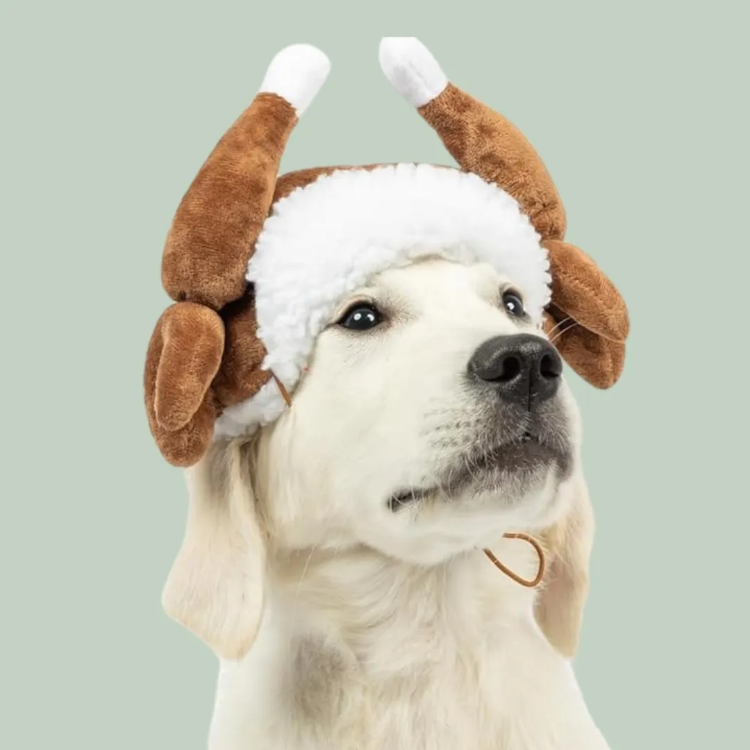 Turkey hat for dog - Christmas gift guide for dogs