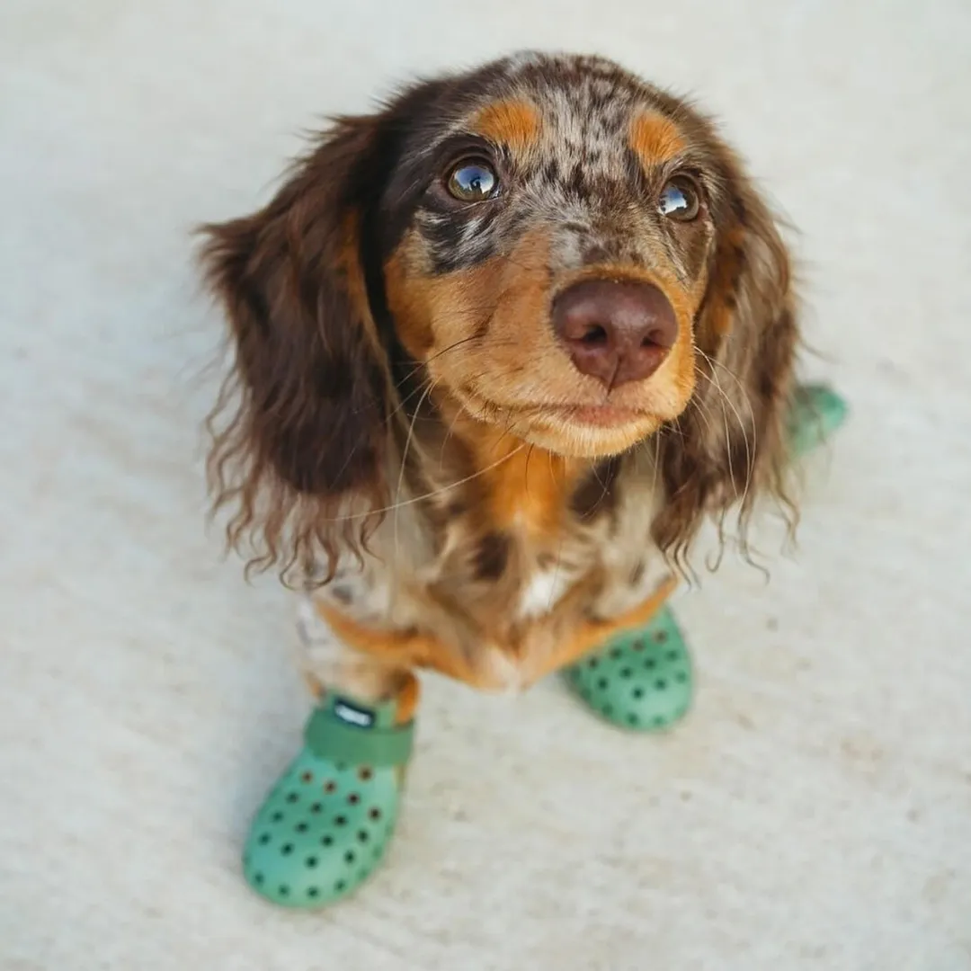 Wagwear dog boots