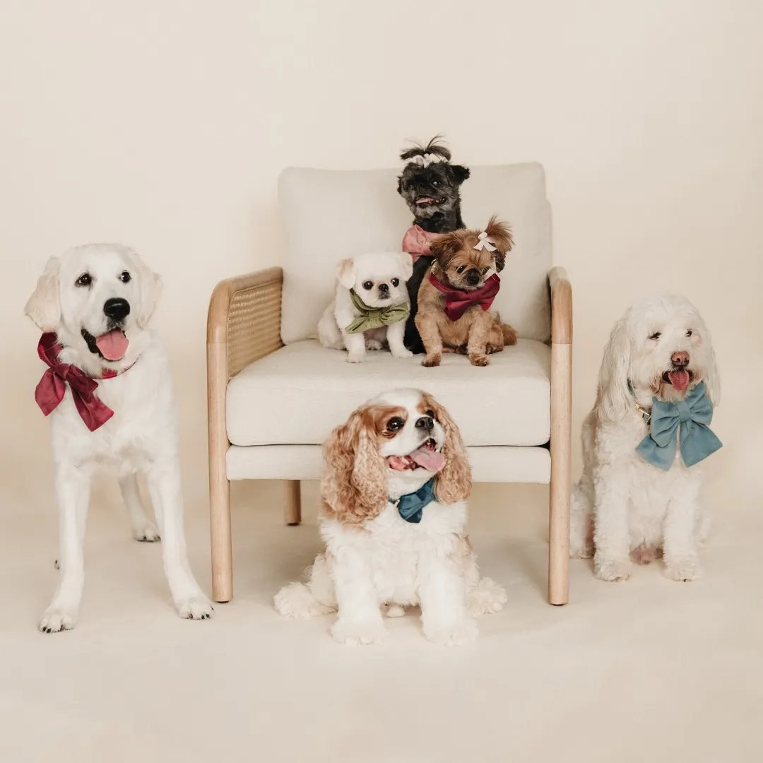 Velvet dog accessories range by Wag & Wonder