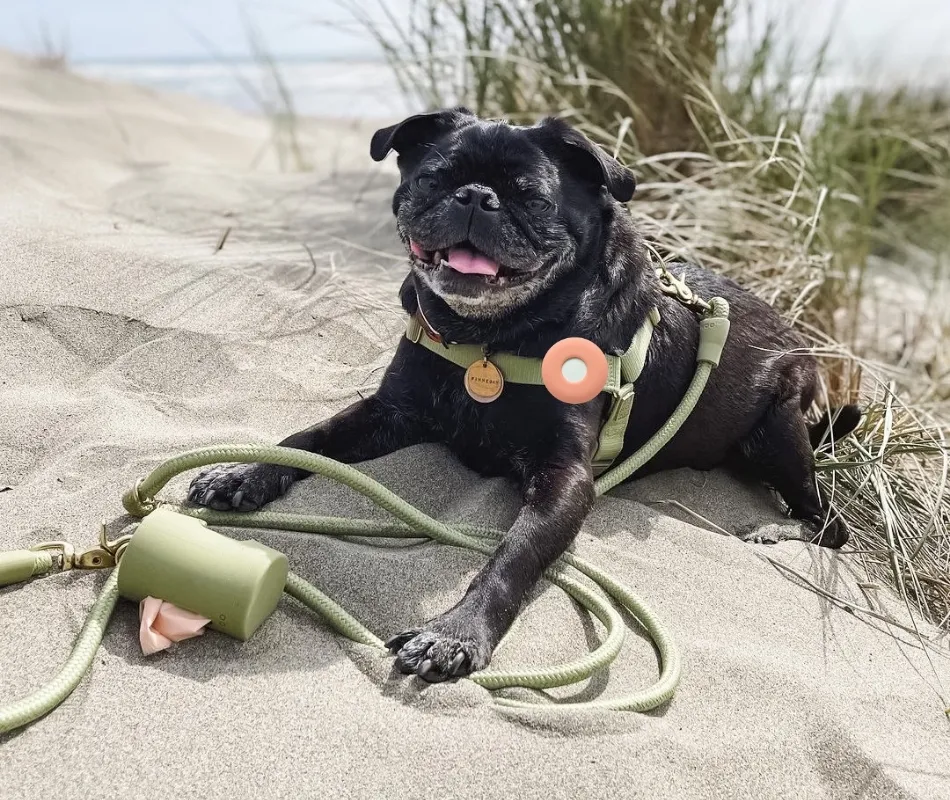 pug wearing walk set with apple AirTag holder