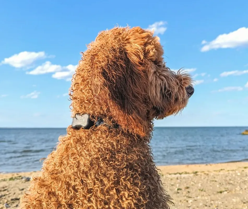 dog at the beach wearing GPS Pet tracker by Fitbark