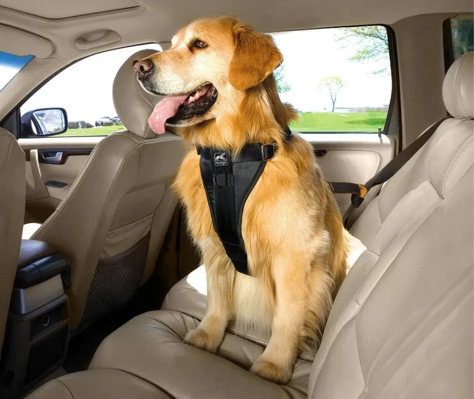 dog in car wearing car safety harness by kurgo