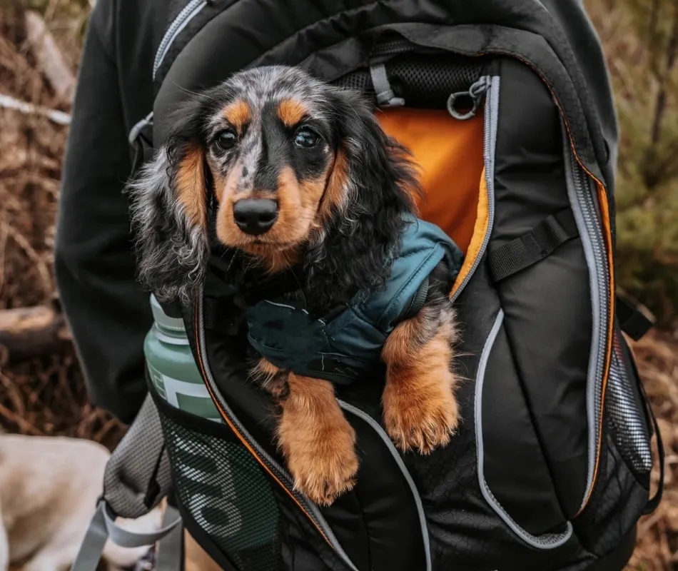 dog inside Kurgo Dog Carrier Backpack