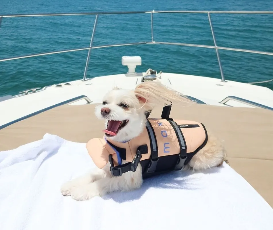 dog on a yacht wearing maxbone dog life jacket