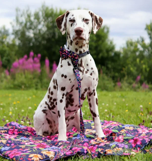Pet Travel Mat - Big & Little Dogs 
