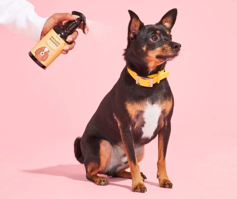 Wild One Rinseless Shampoo spray for dogs