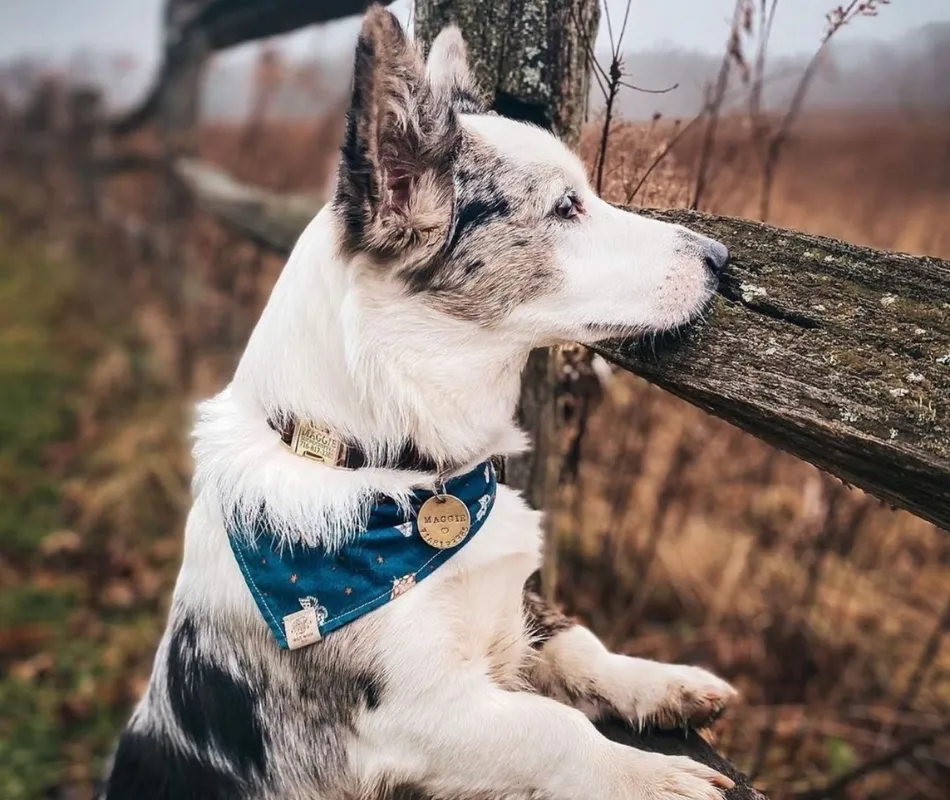 Paws&Tags Stacked Dog ID Tag