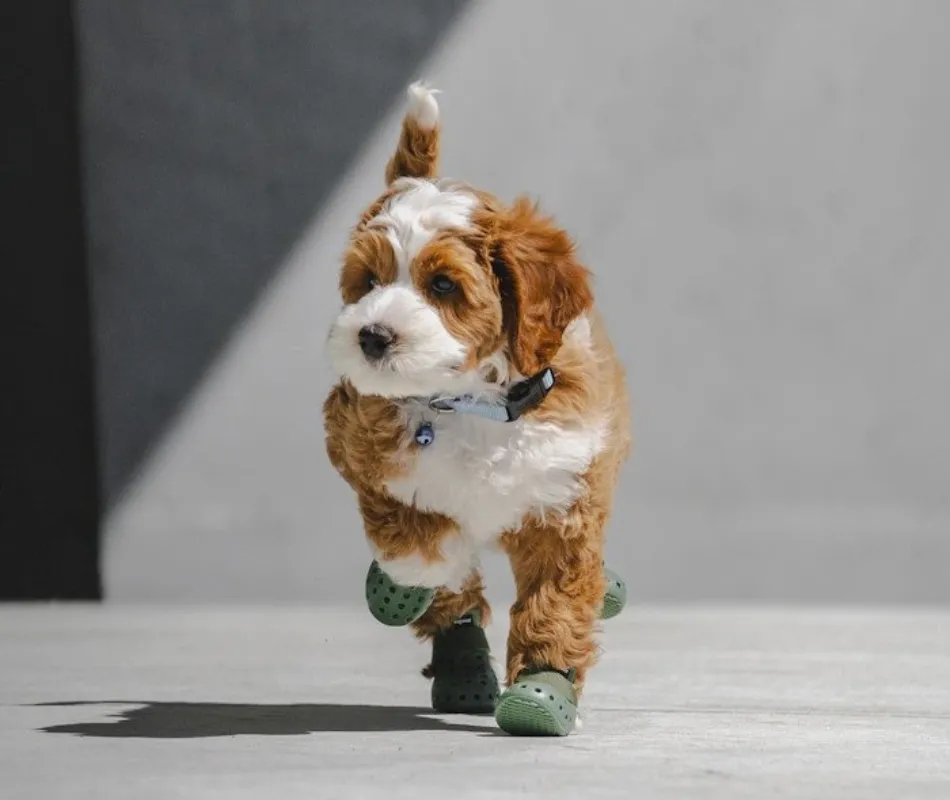 cavoodles wearing dog booties by WagWear Wellies