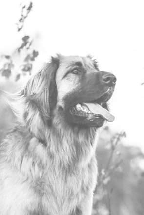 dog in black and white to represent pet loss