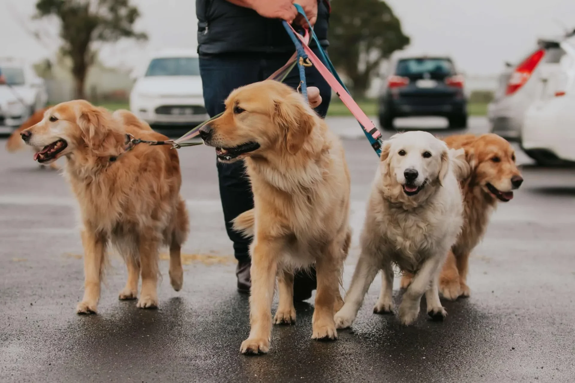 four golden retrievers at Melbourne Gold Rush event in 2022 where over 1000 goldens attended